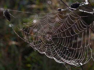 Spider web dew drops forest 2 - a forest setting free wallpaper