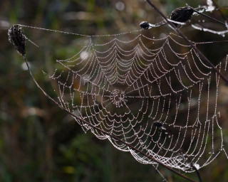 Spider web dew drops forest 3 - a spider web free wallpaper