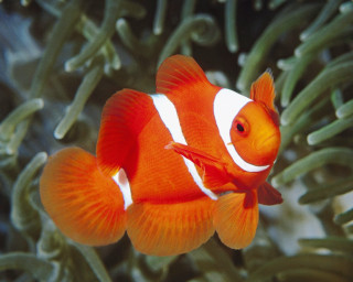 Clown fish swimming sea anemones 2 - coral free wallpaper