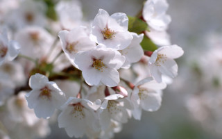 White flowers water droplets macro 4 - petal free wallpaper for desktop