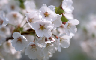 White flowers water droplets macro 3 - petal free wallpaper for desktop