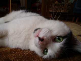 White cat green eyes laying 3 - green eye free wallpaper