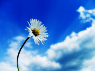 Daisy blue sky clouds foreground 6 - blue sky free wallpaper
