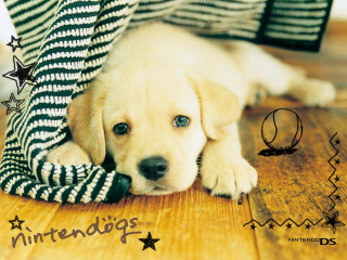 Puppy laying blanket floor head - poster free wallpaper