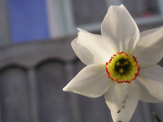 White flower yellow center building - a green center free wallpaper