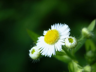 Flower macro blurry background dandelion - macro photography free wallpaper