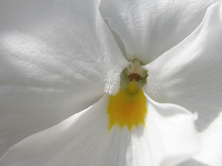 White flower yellow center stamens - a yellow center in the center free wallpaper