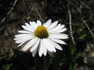 White flower yellow center field 5 - a white flower free wallpaper