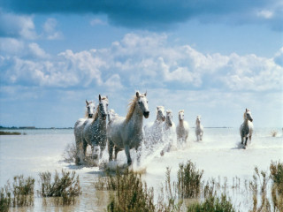 Horses running water cloudy day 3 - a body of water free wallpaper