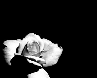 Black white rose dark background - ansel adams free wallpaper