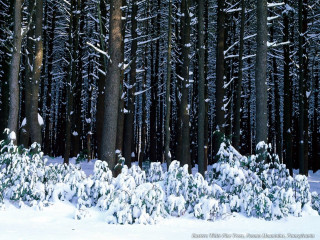 Snowy forest trees snow ground 2 - florianne becker free wallpaper