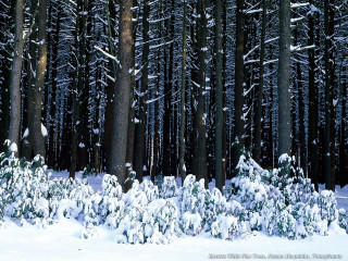Snowy forest trees snow ground 3 - florianne becker free wallpaper
