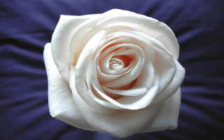 White rose blue background single 2 - a single flower free wallpaper