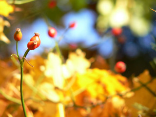 Plant berries stem leaves blurry 4 - a blurry sky in the background free wallpaper