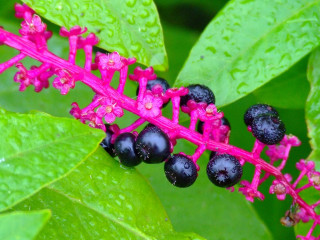 Plant closeup berries stem leaves 2 - a close up of a plant free wallpaper