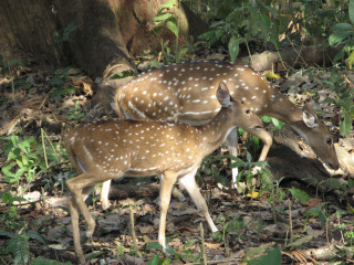 Two deers woods eating leaves - two deer free wallpaper