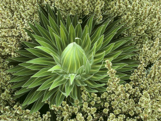 Green plant lots leaves center 2 - anne geddes free wallpaper