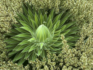 Green plant lots of leaves - anne geddes free wallpaper