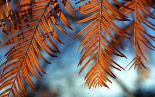 Tree branch orange leaves blue 4 - fine foliage lace free wallpaper