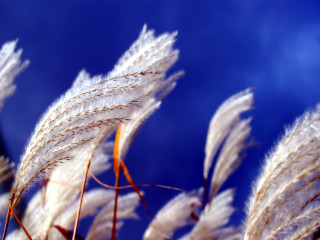 White flowers blue sky clouds 4 - fluffy free wallpaper