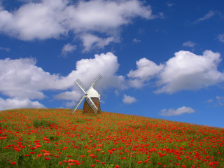 Windmill hill field flowers blue - impressionist free wallpaper