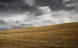 Wheat field cloudy sky lone - a field of wheat under a cloudy sky free wallpaper