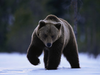 Brown bear snow covered field 2 - field next free wallpaper