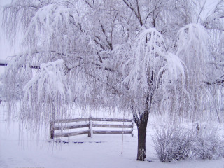 Snowy tree fence background snow - the foreground free wallpaper