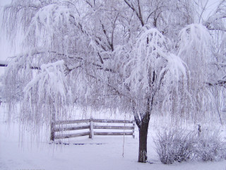 Winter snowy tree fence forest - the ground and trees free wallpaper