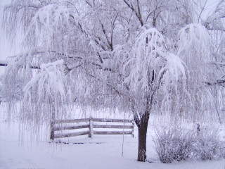 Snowy bare tree fence cherry - the foreground free wallpaper