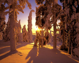 Snowy forest sunset trees clouds 3 - artur grottger free wallpaper