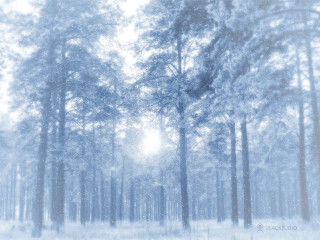 Snowy forest snow falling sun - a sun free wallpaper