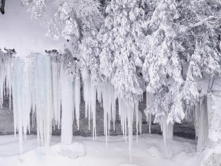 Icy trees snow river forest 3 - a group of trees free wallpaper