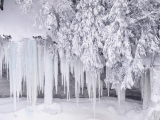 Icy trees snow river forest 4 - a group of trees free wallpaper