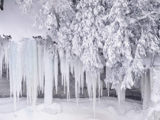 Ice trees icicles snow river - a group of trees free wallpaper