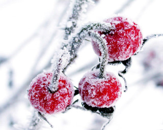 Red apples snow branch leaves 3 - berry free wallpaper