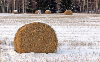 Hay bale snowy field forest - heavy free wallpaper