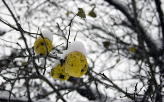 Tree fruit snow leaves branches - still free wallpaper