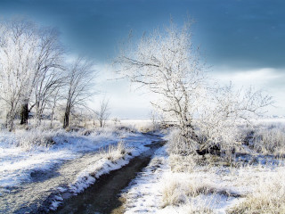 Snowy path field trees grass - tree and grass free wallpaper