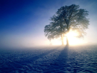 Lone tree snowy field sun - a lone tree in a snowy field free wallpaper