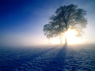 Lone tree snowy field sun 2 - a lone tree in a snowy field free wallpaper