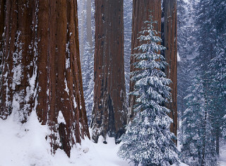 Skiing person snow trees forest - two tree free wallpaper
