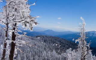 Snowy mountain trees background blue 2 - tree and mountains free wallpaper