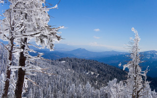Snowy mountain trees background blue 4 - tree and mountains free wallpaper