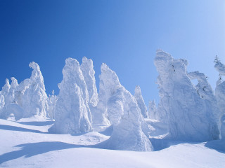 Snowboarder hill snow trees bushes - a snowboard free wallpaper