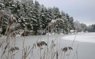 Snowy field trees water winter - the ground and grass free wallpaper
