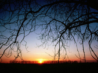 Sunset tree branches field sky - a sunset free wallpaper