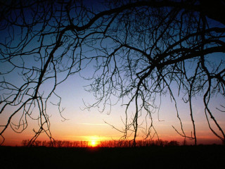 Sunset tree branches field sky 2 - a sunset free wallpaper