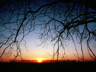 Sunset tree branches field sky 3 - a sunset free wallpaper