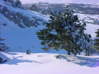 Skiing snowy hill tree mountain - a snowy hill free wallpaper